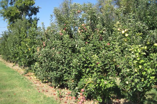 Plantación de manzanos